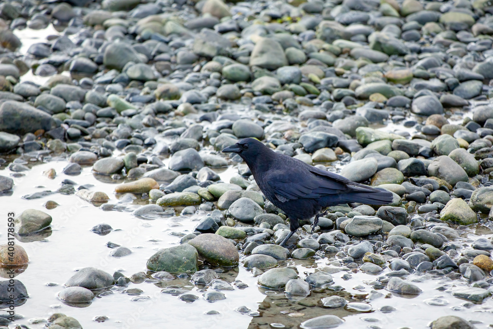 Fototapeta premium Crow feeding on a rocky beach
