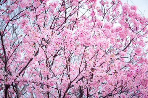 Sakura or Cherry Blossom or Japanese Cherry