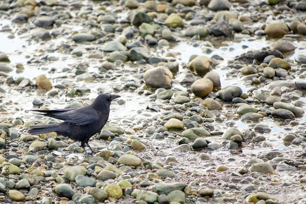 Fototapeta premium Crow feeding on a rocky beach