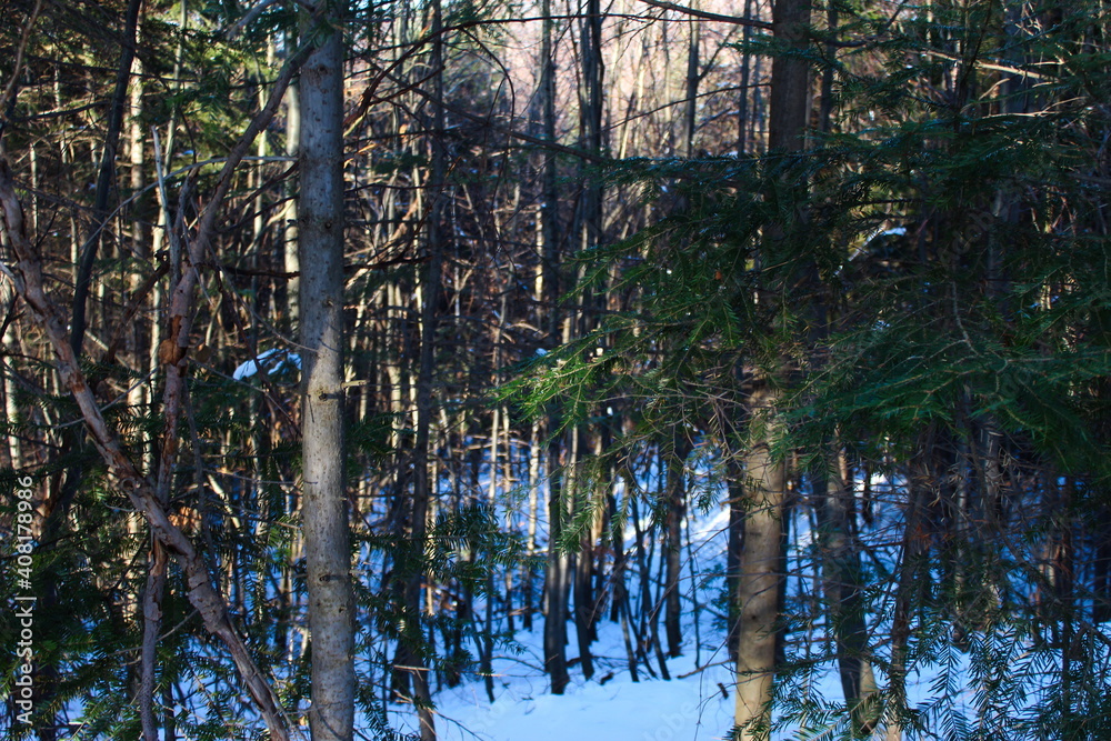 Fototapeta premium Trees in the woods. Randomly photographed trees in the forest in winter where there is snow on the ground.