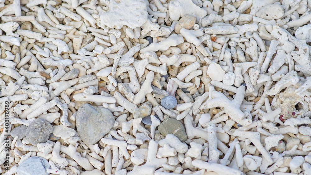 砂浜に敷き詰められたサンゴの絨毯の俯瞰写真