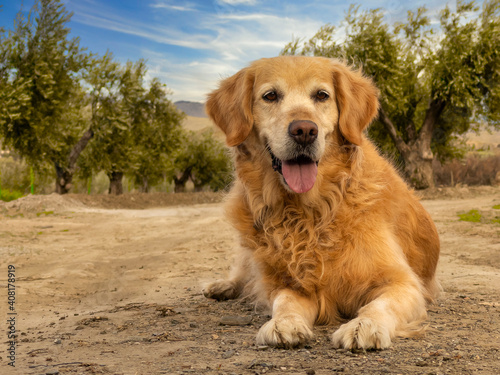 Golden Retriever, a friendly dog. High quality photo. © Cabrera