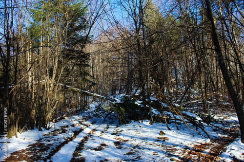 Forest road in winter. Road covered with white snow. The winter sun is trying to melt the snow. photo