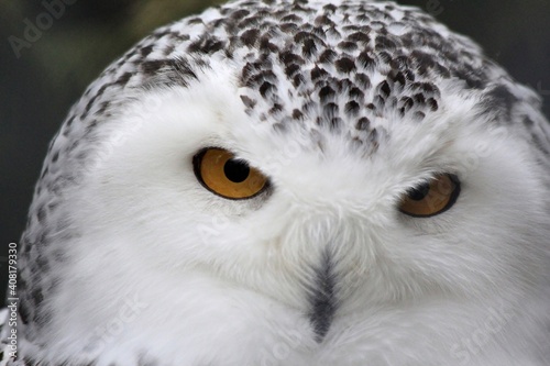 Snowy Owl Portrait