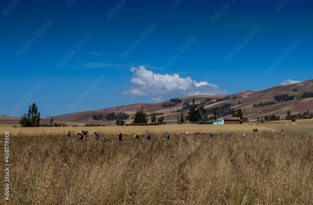 Fototapeta premium People with oxen