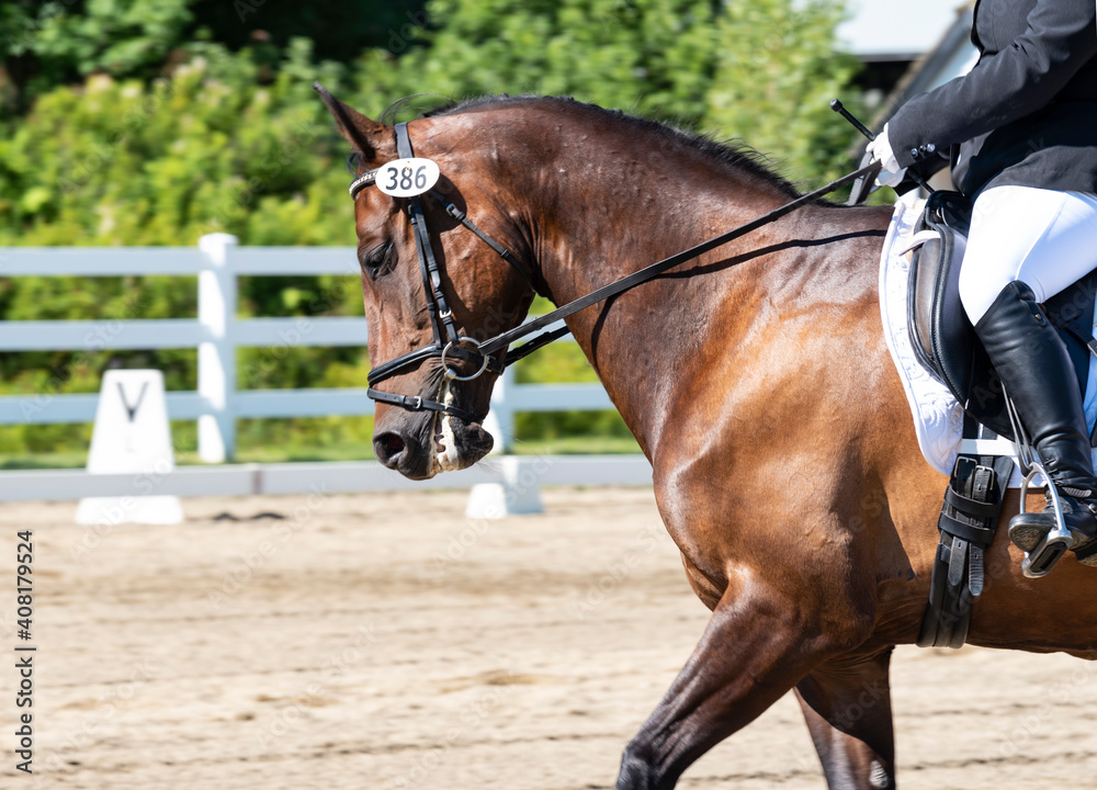 Equestrian show jumping horses. Horses at show