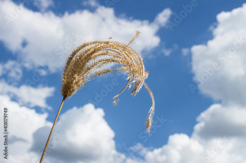 Concept of countryside with cloudy and bright blue sky 
 photo