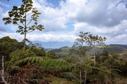 environmental, environment, reforested, reforestation © PlataRoncallo