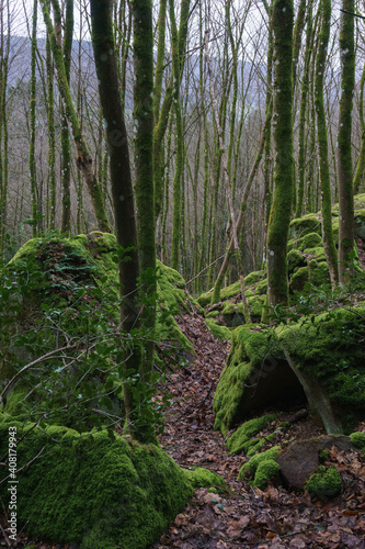 moss covered stones in winter forest with foliage on ground