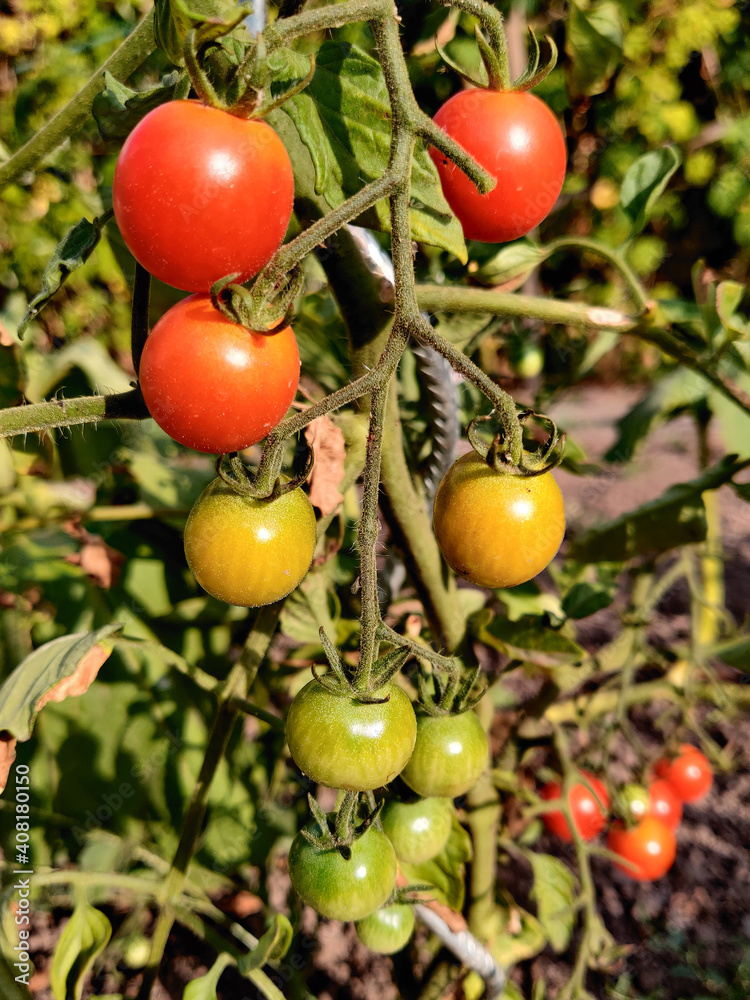 A branch of red tomatoes cherry growing  in the garden during a sunny day. Sunlight in falling on red tomatoes.