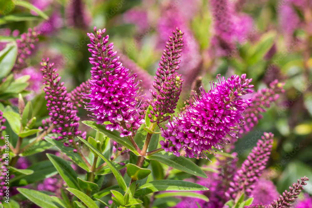 isolated purple hebe speciosa flowers in bloom with blurred background and copy space isolated purple hebe speciosa flowers in bloom with blurred background and copy space