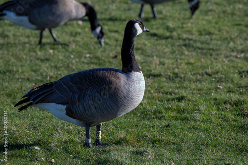 Gees feeding on grass