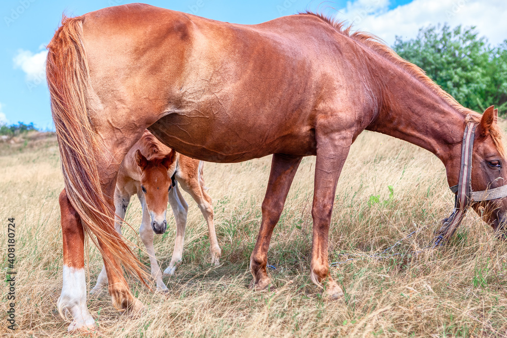 Foal is hiding behind the mare . Domestic horses mother and child Foal is hiding behind the mare . Domestic horses mother and child