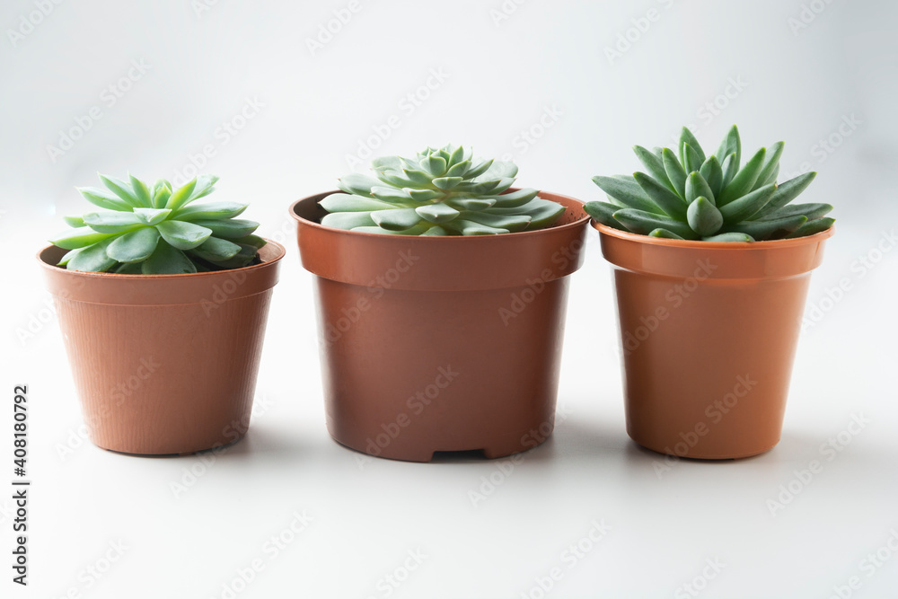 Succulent plants in pot on white background, indoor houseplant Succulent plants in pot on white background, indoor houseplant