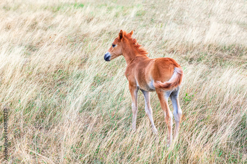 Single foal on the meadow with dry grass . Baby horse in the summer