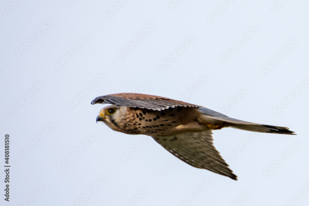 bird of prey bird of prey