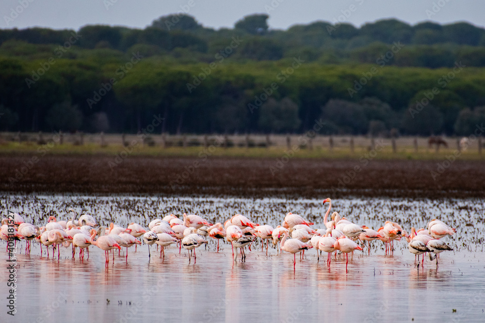Obraz premium flamingos in lake