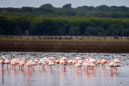 flamingos in lake