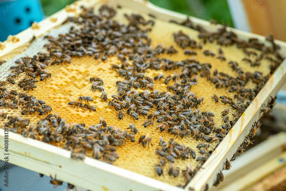 Bees on the honeycomb, top view. Honey cell with bees. Apiculture. Apiary. Wooden beehive and bees. beehive with honey bees, frames of the hive, top view. Bees on the honeycomb, top view. Honey cell with bees. Apiculture. Apiary. Wooden beehive and bees. beehive with honey bees, frames of the hive, top view.