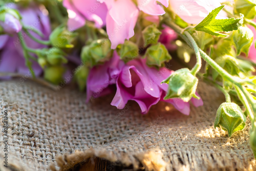 Malva alcea , greater musk-mallow, cut-leaved mallow, vervain mallow or hollyhock mallow fresh flowers collected in meadow. collect herbs for preparation of tincture. mortar to rub flowers.