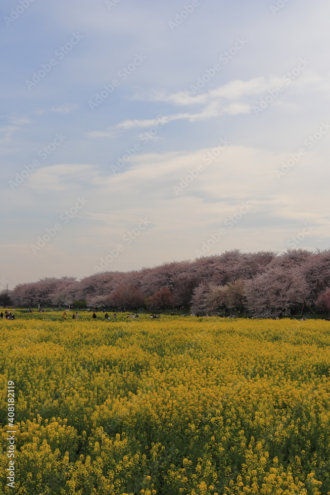 サクラと菜の花畑②