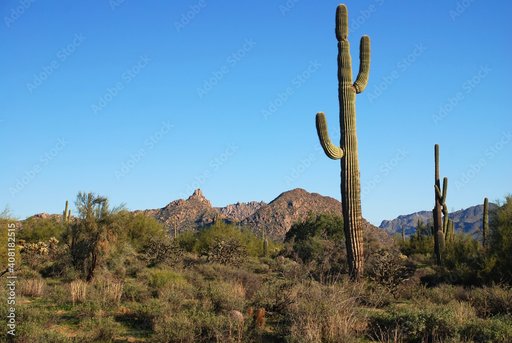 Arizona desert terrain showing various desert foliage and mountains.