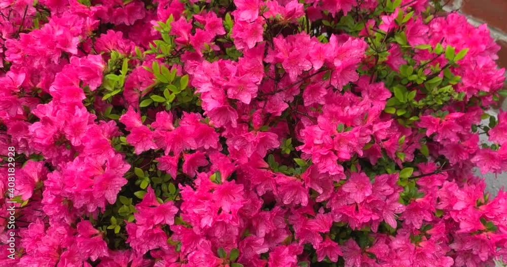 View of Pretty Pink Flowers in the Rain View of Pretty Pink Flowers in the Rain