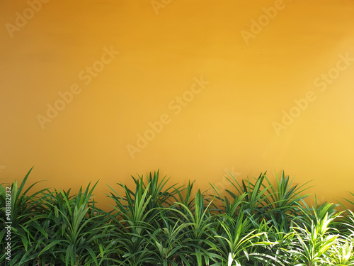Yellow Wall Background with green Plant foreground.Copy Space for Text