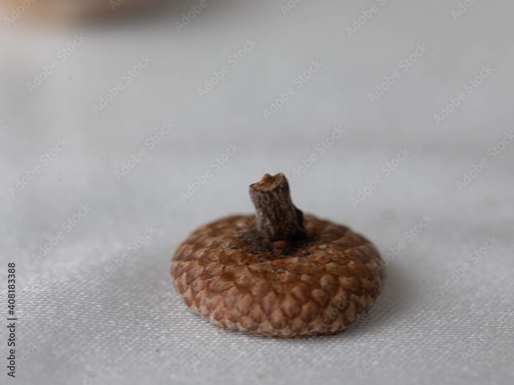 Obraz premium acorn 