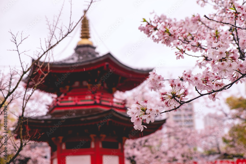 Fototapeta premium Blooming sakura trees branches and temple pavilion at buddhist temple in the spring, Osaka, japan