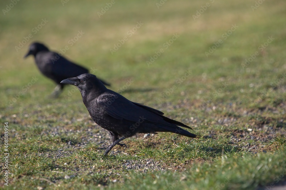 Obraz premium Crow feeding on grass