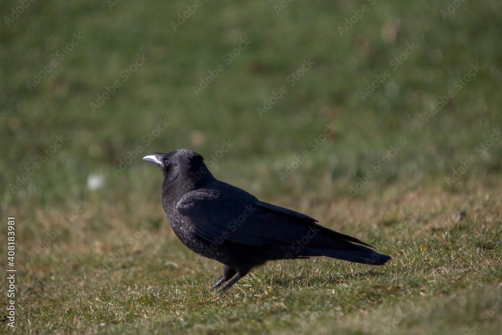 Fototapeta premium Crow feeding on grass