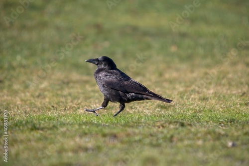 Crow feeding on grass