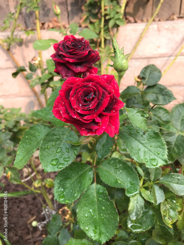red roses in garden