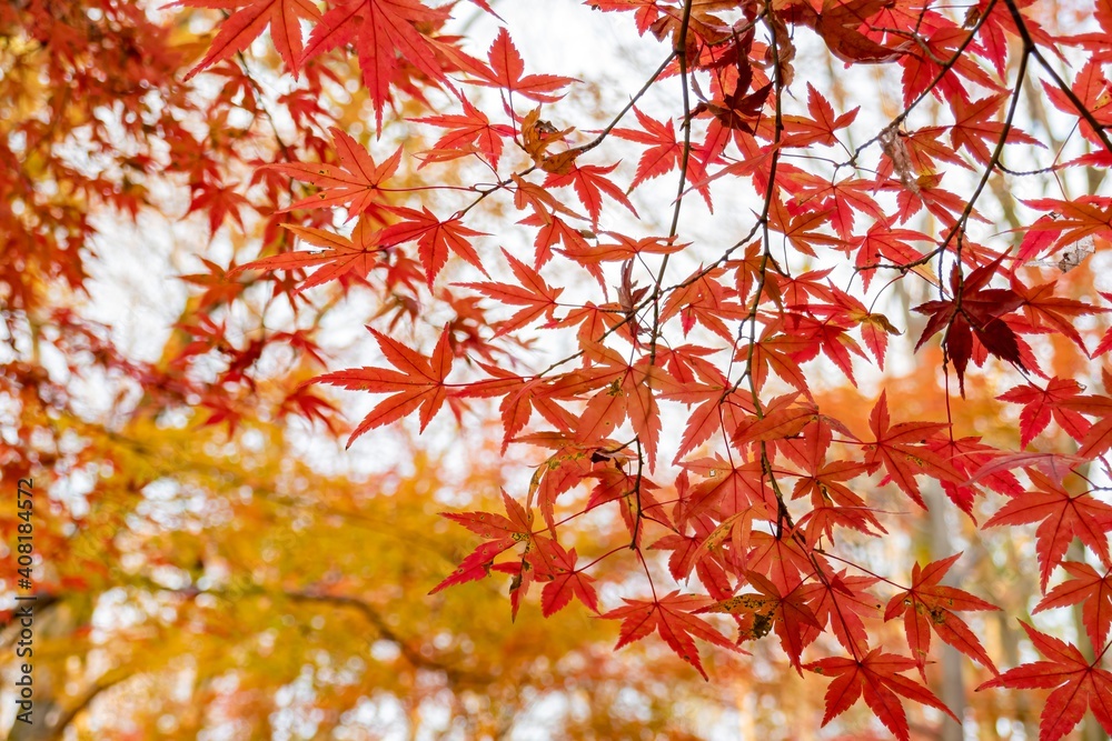 Red maple leaves in the famous Shimogamo Jinja Red maple leaves in the famous Shimogamo Jinja