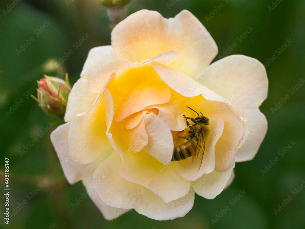 A honeybee collects pollen while cuddled within the petals of a soft yellow rose