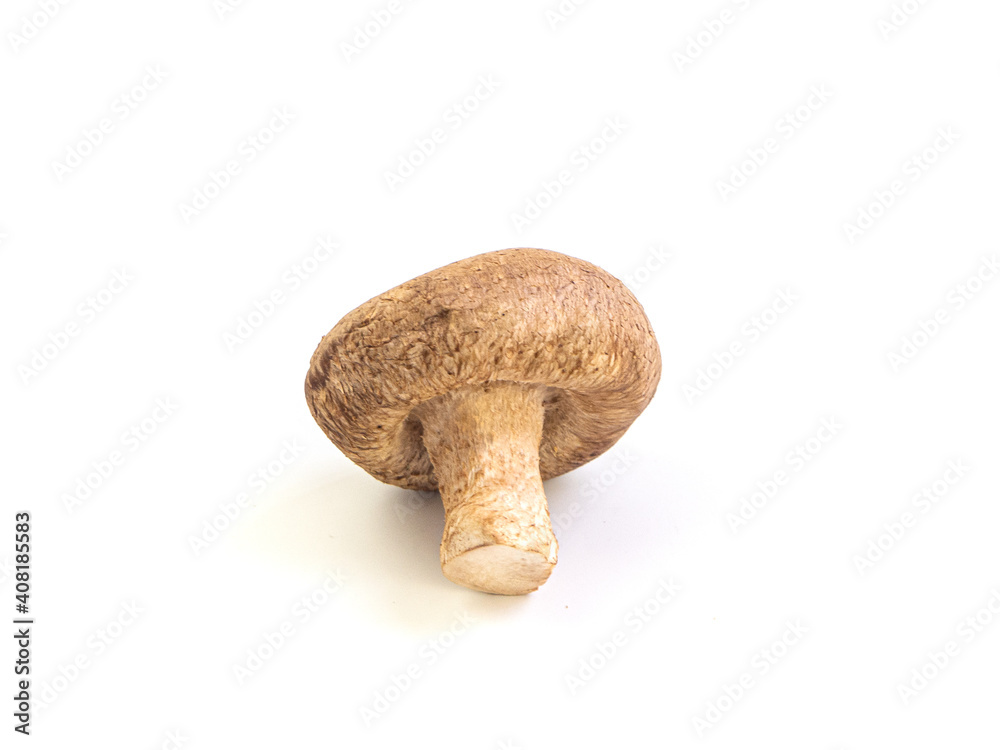 Shiitake mushroom on white background. One mushroom isolated picture. Popular vegetable for cooking. Shiitake mushroom on white background. One mushroom isolated picture. Popular vegetable for cooking.
