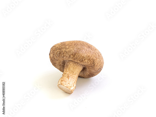 Shiitake mushroom on white background. One mushroom isolated picture. Popular vegetable for cooking.