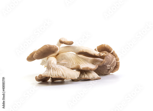 Indian Oyster, Phoenix Mushroom or Lung Oysteron on white background. Isolated picture. Popular vegetable for cooking.