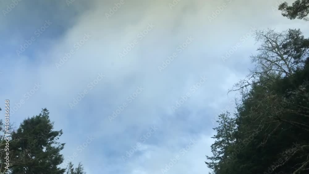 Driving on road lined with pine trees, camera tilted up Driving on road lined with pine trees, camera tilted up