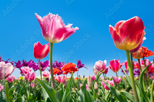 青空をバックに見上げたカラフルな春のチューリップ。 チューリップ畑に咲く満開の花。 © inoumasa