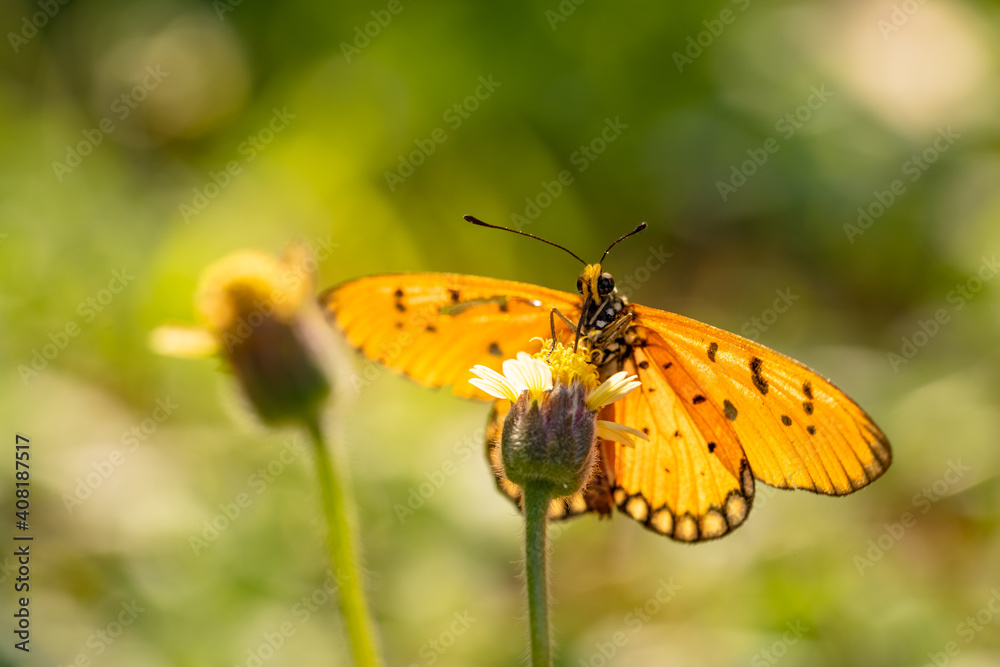 Close up, A beautiful orange butterfly feeding on a little white flower in a garden. Close up, A beautiful orange butterfly feeding on a little white flower in a garden.