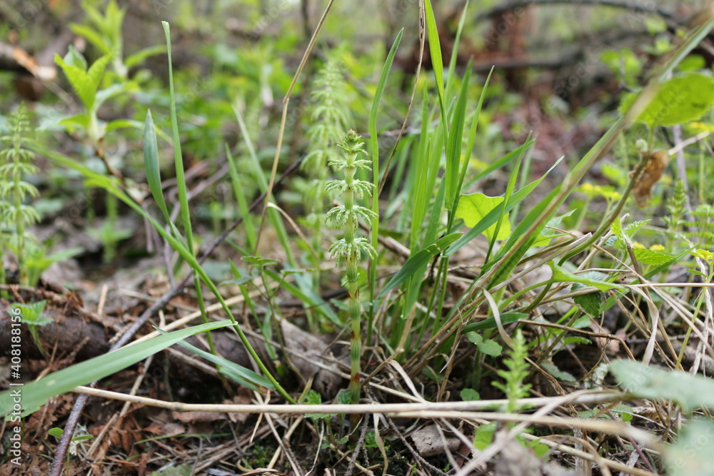 grass in the forest in summer macro grass in the forest in summer macro