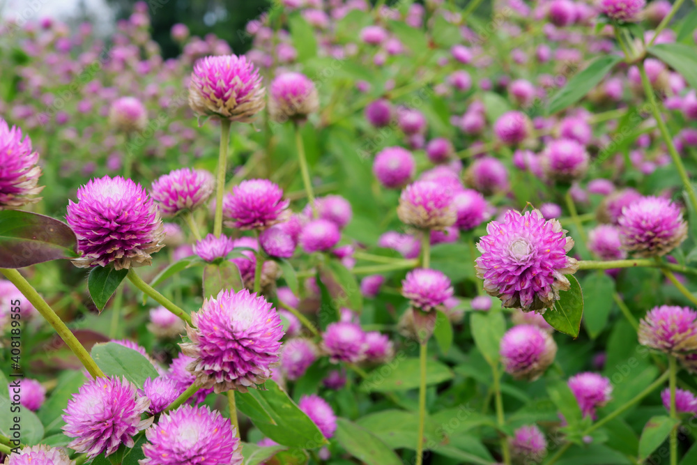 Gomphrena globosa or firework flowers. Beautiful purple gomphrena globosa flower in the garden. Gomphrena globosa or firework flowers. Beautiful purple gomphrena globosa flower in the garden.