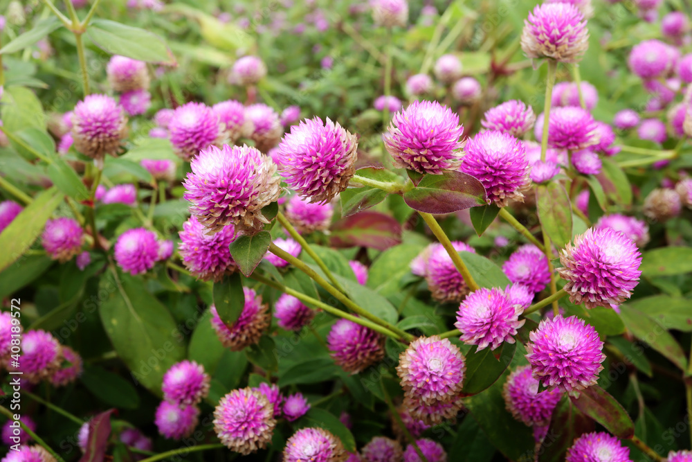 Gomphrena globosa or firework flowers. Beautiful purple gomphrena globosa flower in the garden. Gomphrena globosa or firework flowers. Beautiful purple gomphrena globosa flower in the garden.