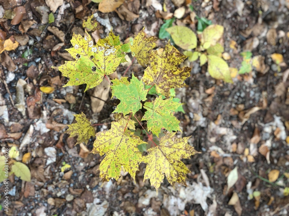The ground covered with yellow maple leaves, the view surrounding evergreens cause these red, orange, and yellow maple leaves, and it is in New Hampshire, US. The ground covered with yellow maple leaves, the view surrounding evergreens cause these red, orange, and yellow maple leaves, and it is in New Hampshire, US.