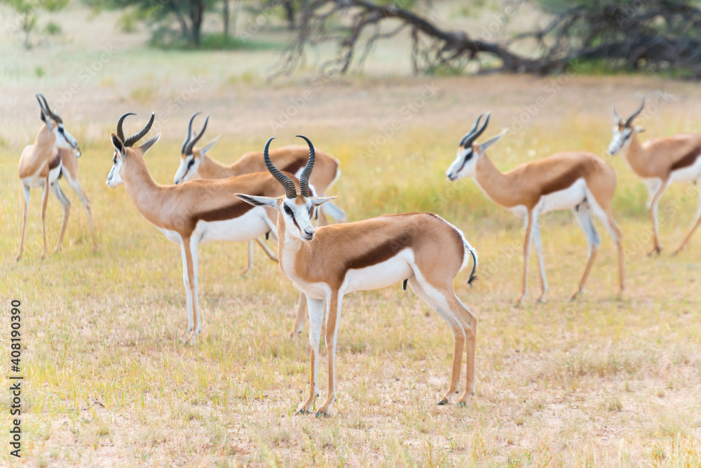 Springboks Antidorcas Graze In Summer In The Green Auob Valley Kgalagadi Transfrontier National Park Springboks Antidorcas Graze In Summer In The Green Auob Valley Kgalagadi Transfrontier National Park