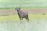 Oryx Antelope In The Auob Valley In The Rainy Season Kgalagadi Transfrontier National Park South Africa