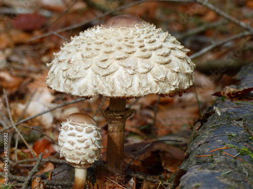 Palatinate Forest, Saffron Parasol Mushroom, Macrolepiota Rachodes photo