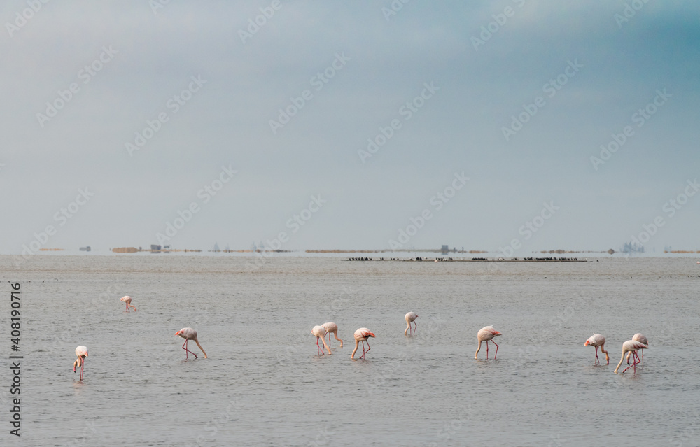 Flamingos In The Lagoon Of Walvis Bay, Erongo, Namibia